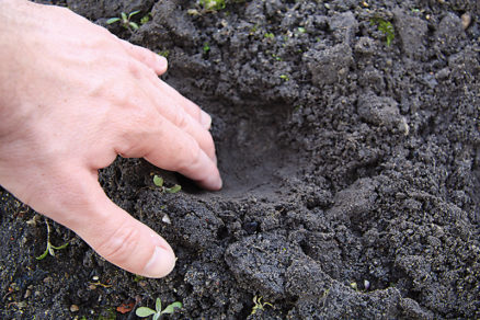 V prekyprenej pôde vyhĺbime jamky, do ktorých budeme vysievať. Od seba môžu byť vzdialené asi 20 cm.