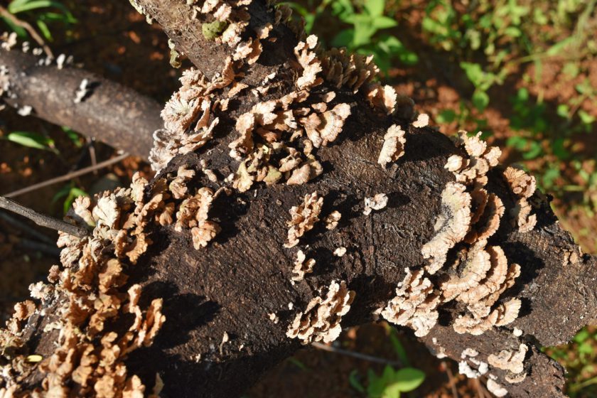 Hubovitá choroba na jabloni