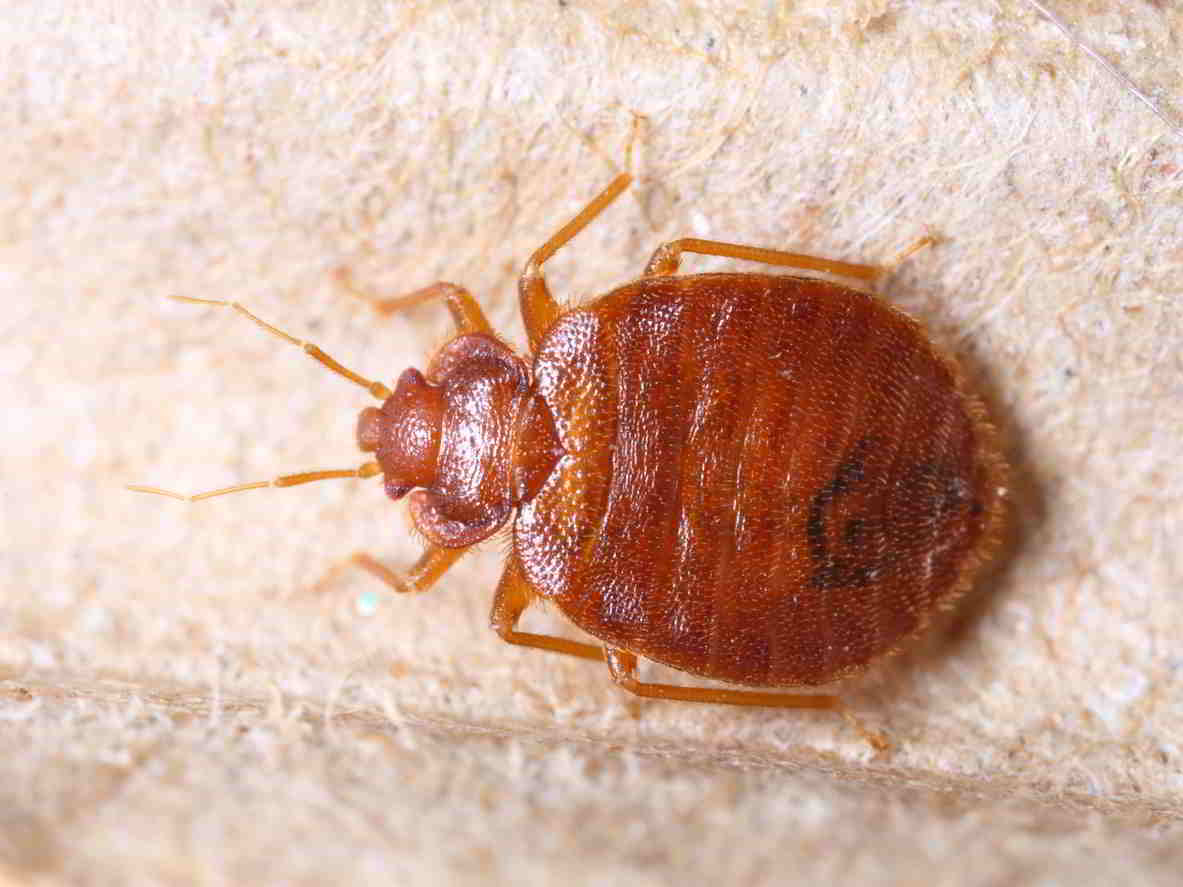 Ploštica posteľná (Cimex lectularius)