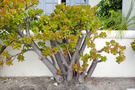 sukulent Portulacaria afra