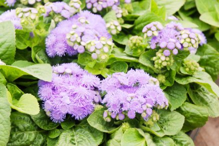 Ageratum