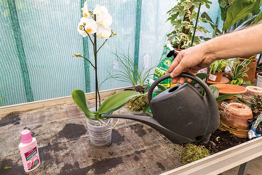 Primerané zalievanie. Orchidey na preliatie reagujú paradoxne vädnutím listov. Zalievajte ich len malým množstvom vody (asi 0,5 dl) raz za týždeň.