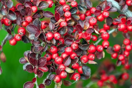 Skalník (Cotoneaster)