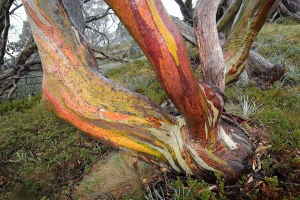 Eucalyptus pauciflora