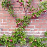 Jabloň „Espalier“