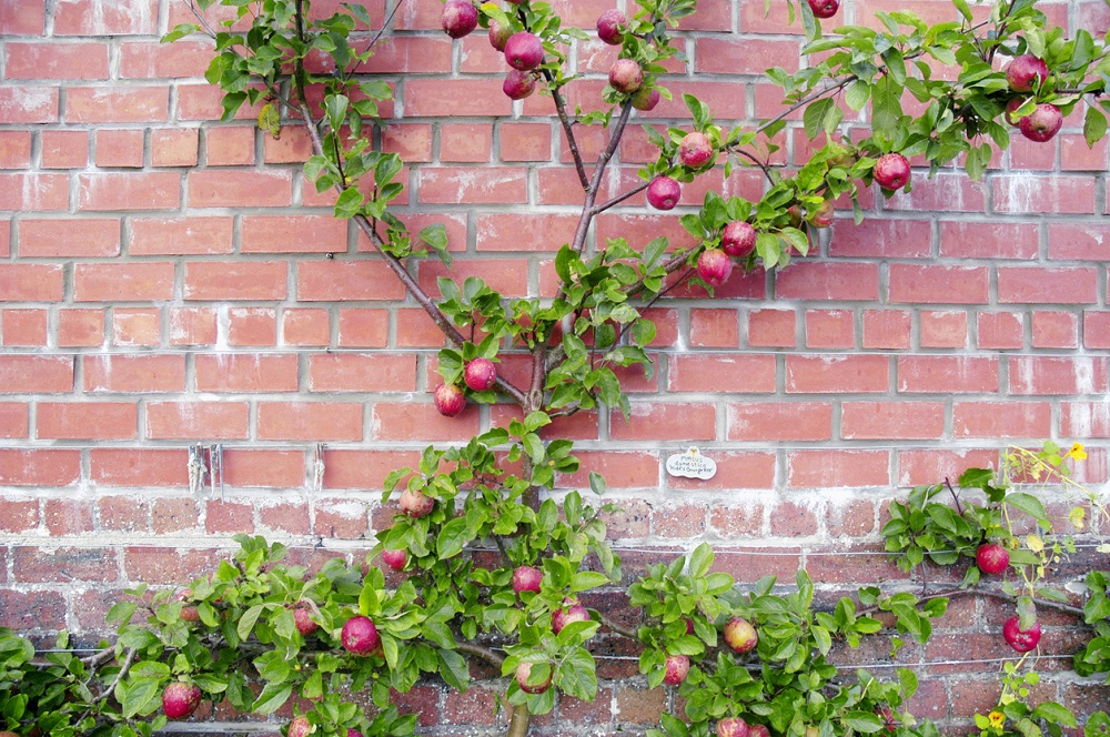 Jabloň „Espalier“