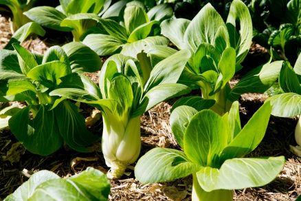 bok choy (čínska kapusta)