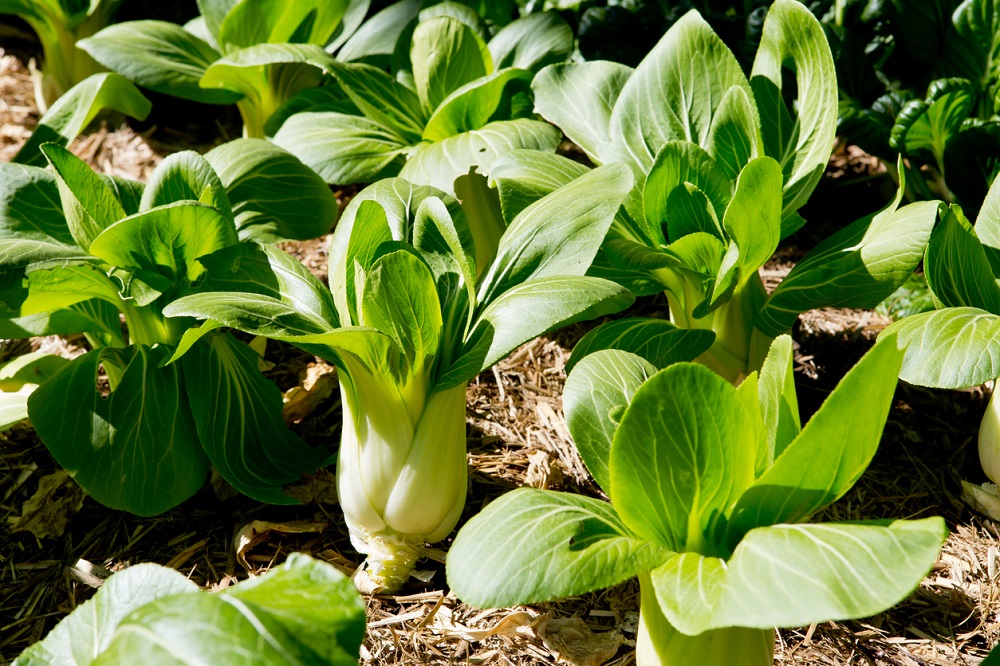 Bok choy