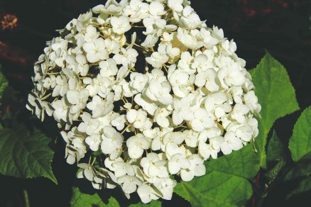 Hortenzia stromčeková ‘Anabelle‘