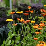 Nechtík (Calendula officinalis)