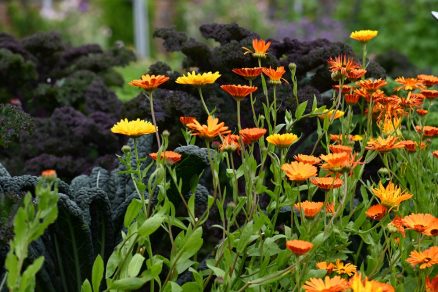 Nechtík (Calendula officinalis)