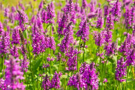 Betonika lekárska (Stachys officinalis)