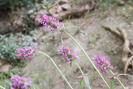 Betonika lekárska (Stachys officinalis)