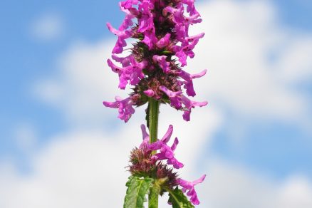 Betonika lekárska (Stachys officinalis)