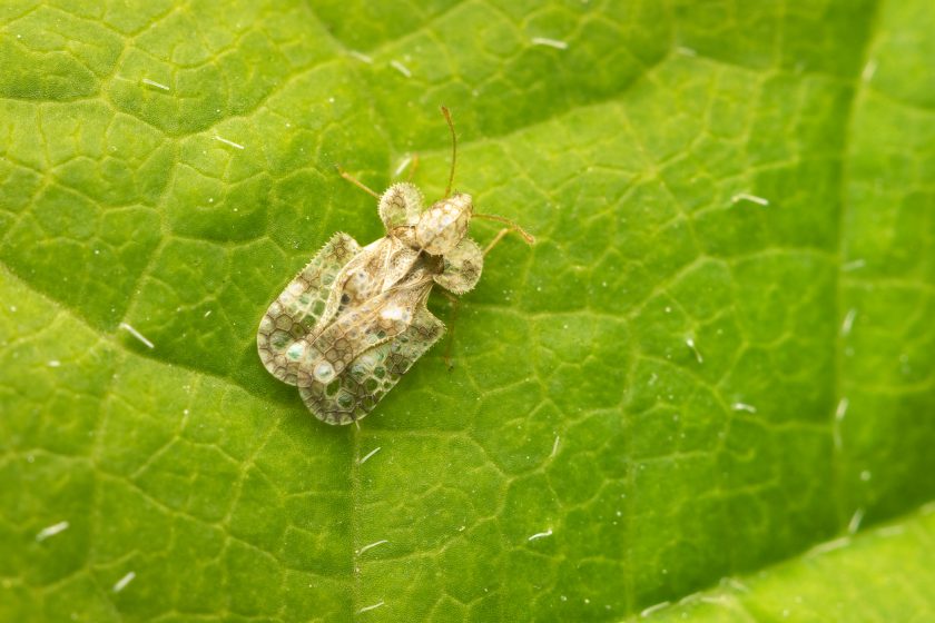 Sietnička (Corythucha marmorata)