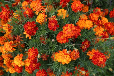 Smraďoška, aksamietnica, marigold