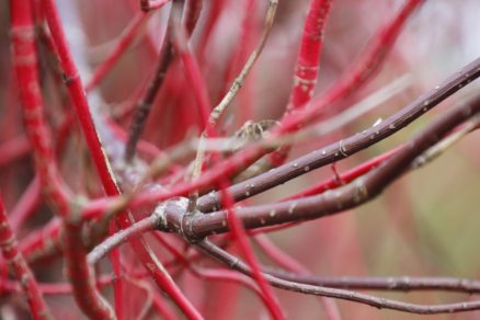 Farebné výhonky drieňa (Cornus)