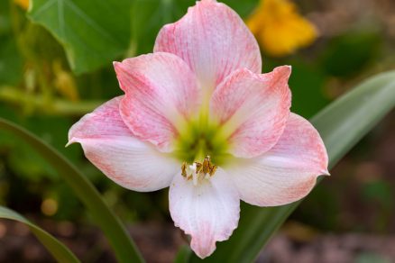 Amaryllis Apple Blossom