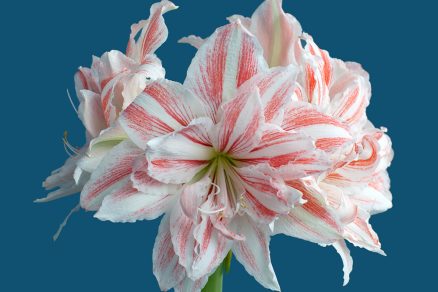 Amaryllis Dancing Queen