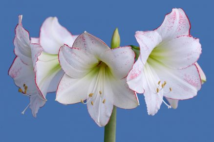 Amaryllis Picasso