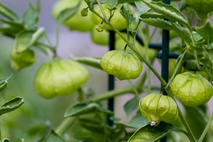 Machovka lepkavá - tomatillo