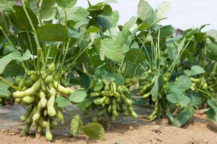 Edamame ako jeden z netradičných druhov zeleniny