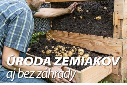 Úroda zemiakov aj bez záhrady