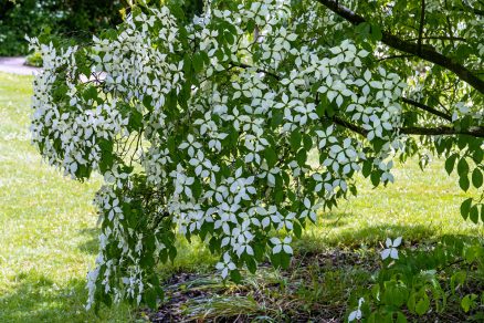 Drieň Cornus canadensis