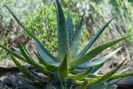 Aloe vera