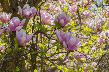 Magnólia Magnolia x soulangeana