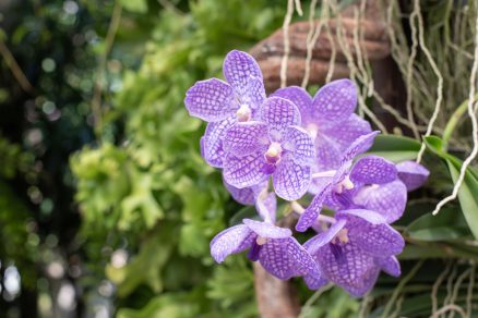 Orchidea Vanda