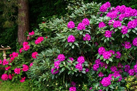 Rododendron