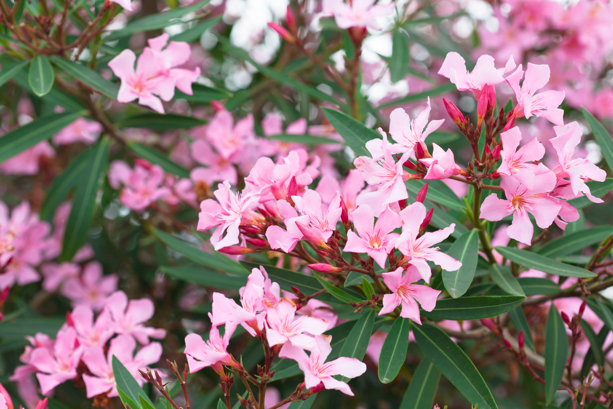 Oleander