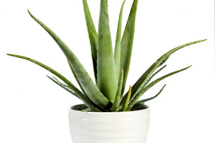 Aloe vera