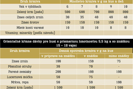 Husi v záhrade