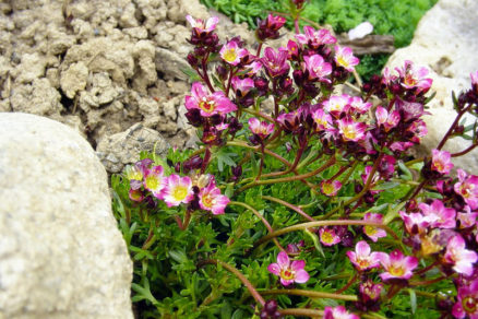 Saxifraga 2