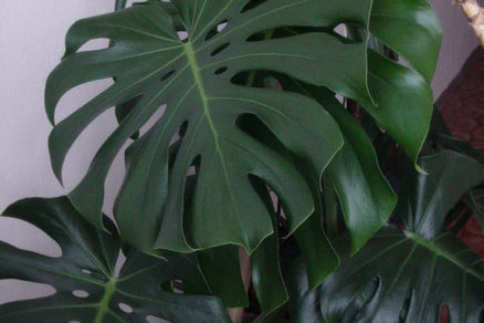 Monstera