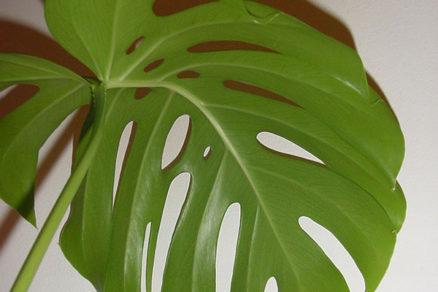 Monstera