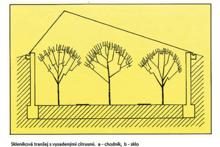 Pestovanie citrusov