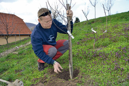 Zasaďte si ovocný strom