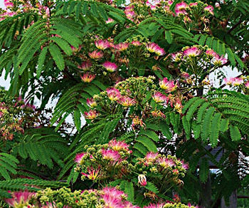 albizia hodvabna