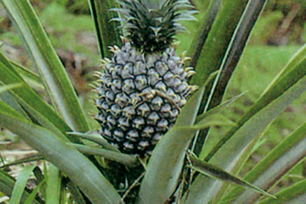 ananasovnik ananas comusus