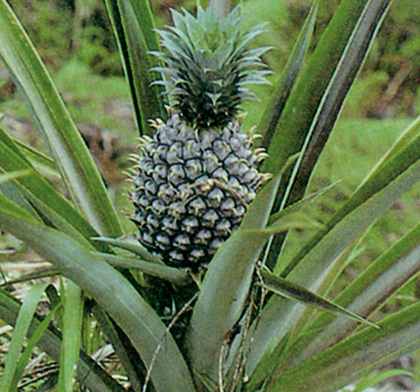 ananasovnik ananas comusus