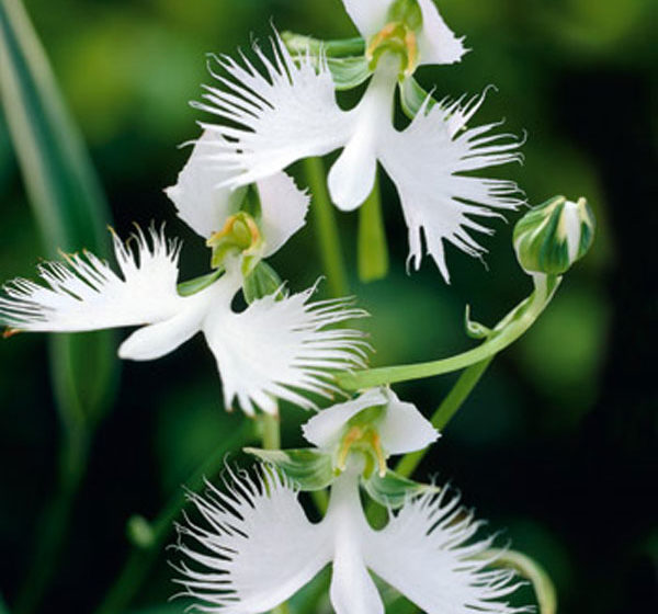 biely holub habenaria radiata