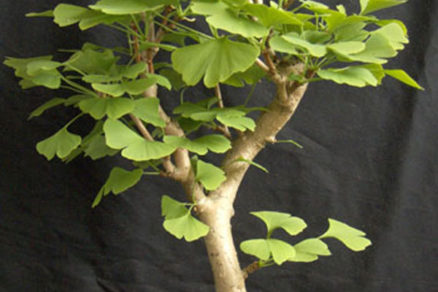 Ginkgo Biloba