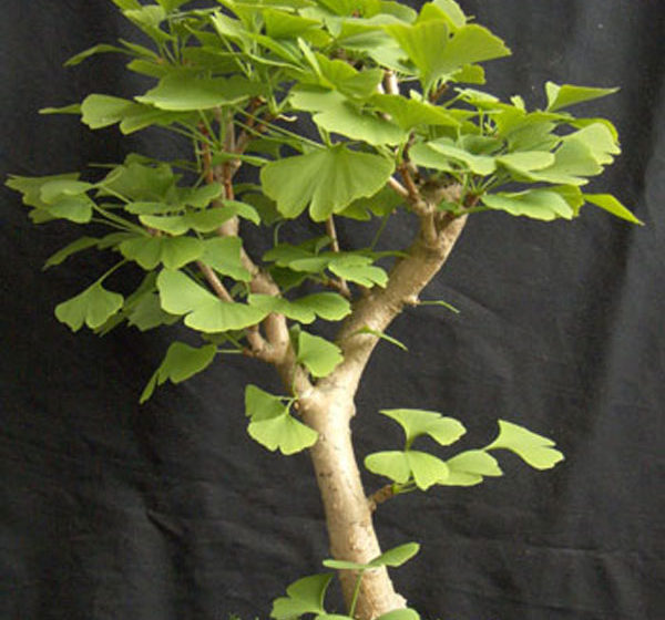 Ginkgo Biloba