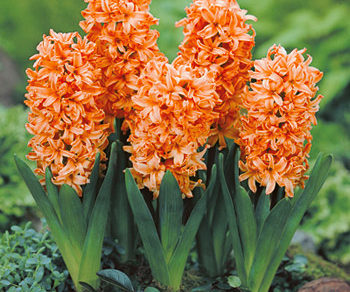 Gipsi Queen hyacinty