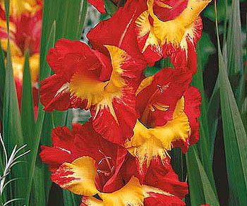 gladiola flammenspiel