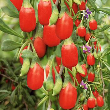 goji sweet lifeberry