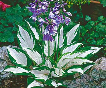 hosta